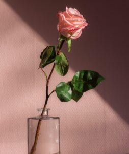 UnsplashのTirza van Dijkが撮影した写真